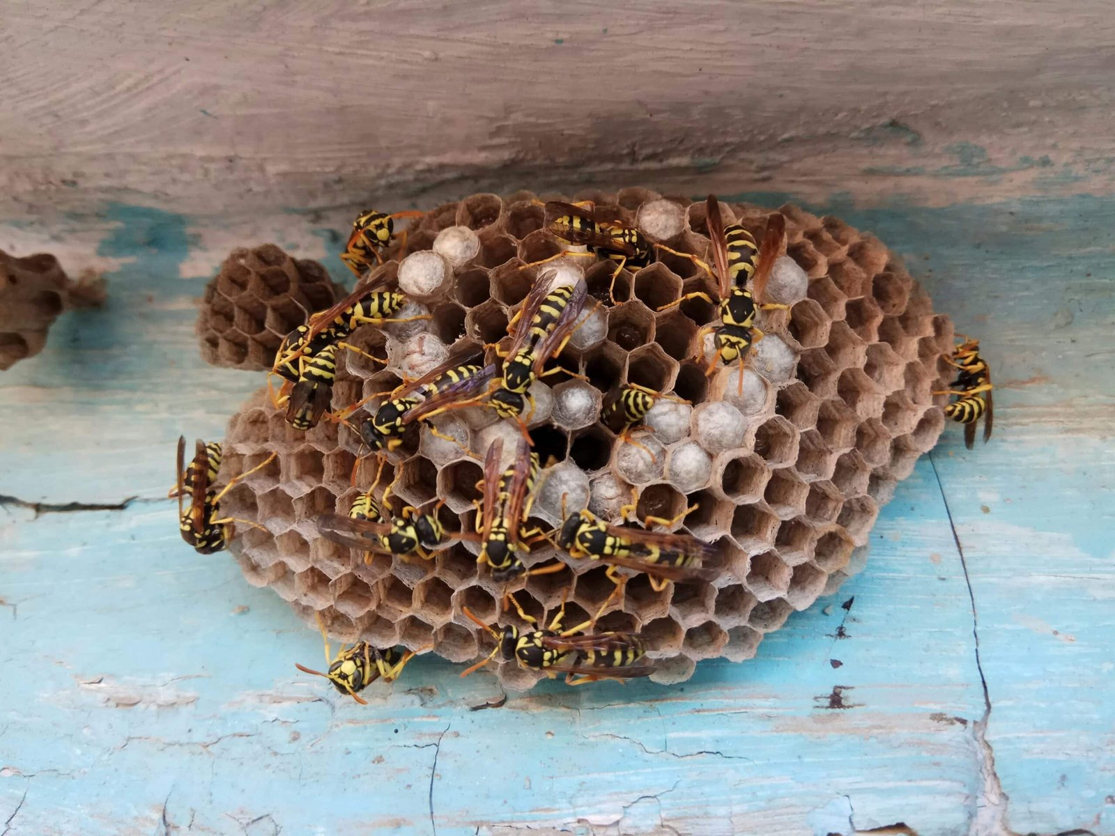 Wasps in Georgia nesting in an eave.