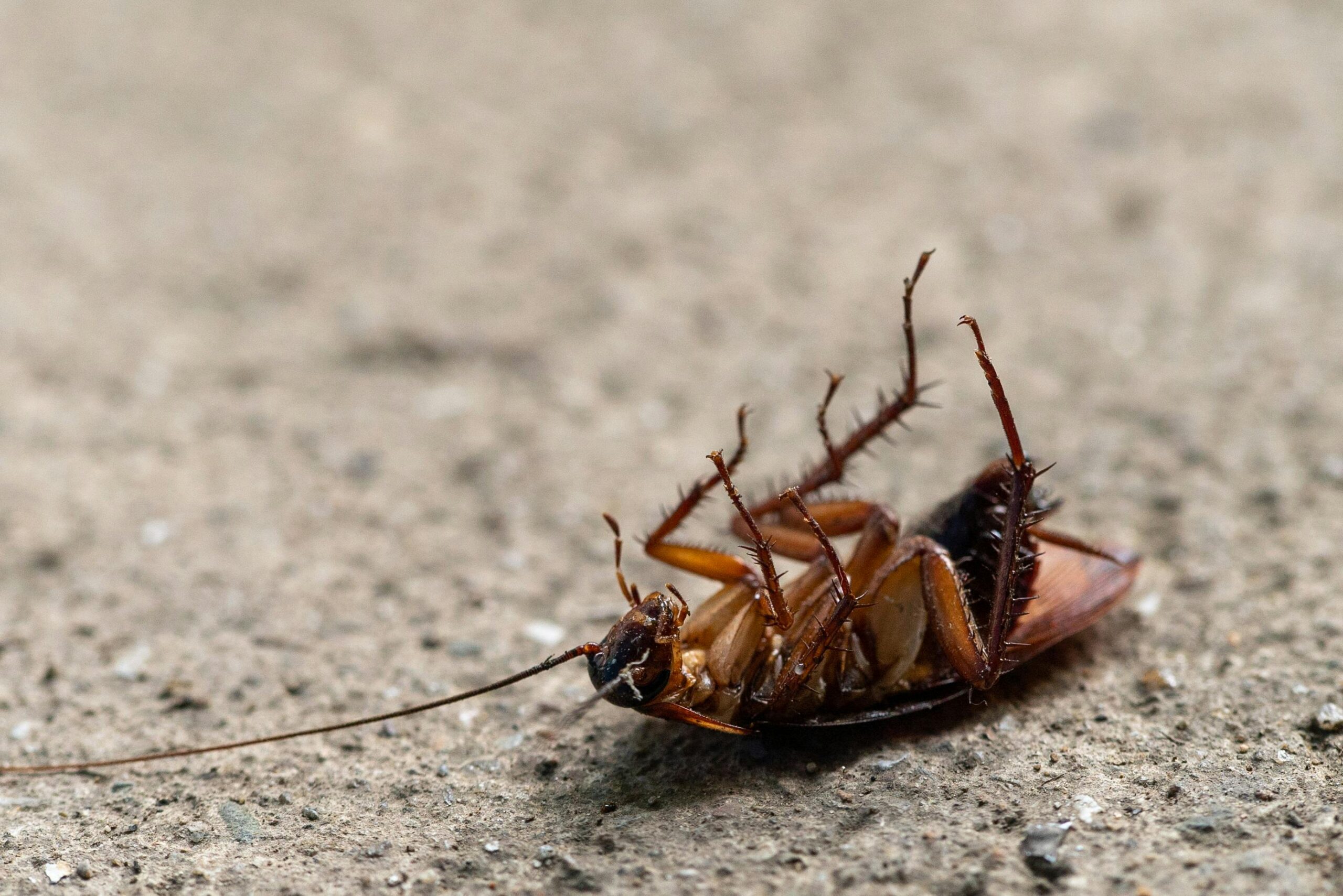 Close-up of a dead cockroach lying on its back on rough concrete, legs curled upward, illustrating a common sign associated with a cockroach nest infestation.