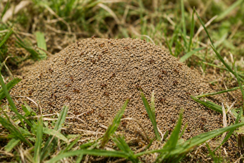 Fire ant mound in an overgrown lawn