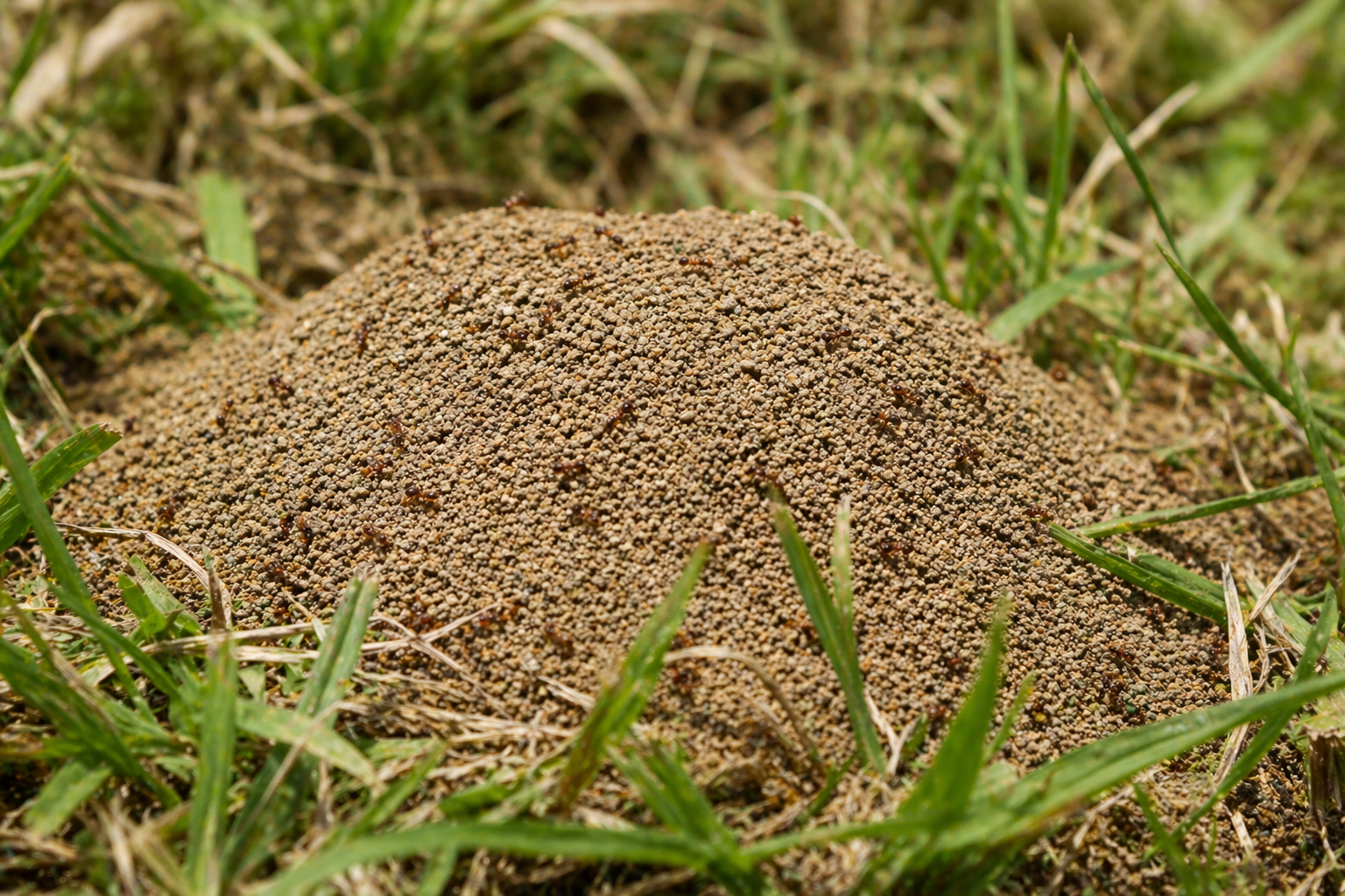 Fire ant mound in an overgrown lawn