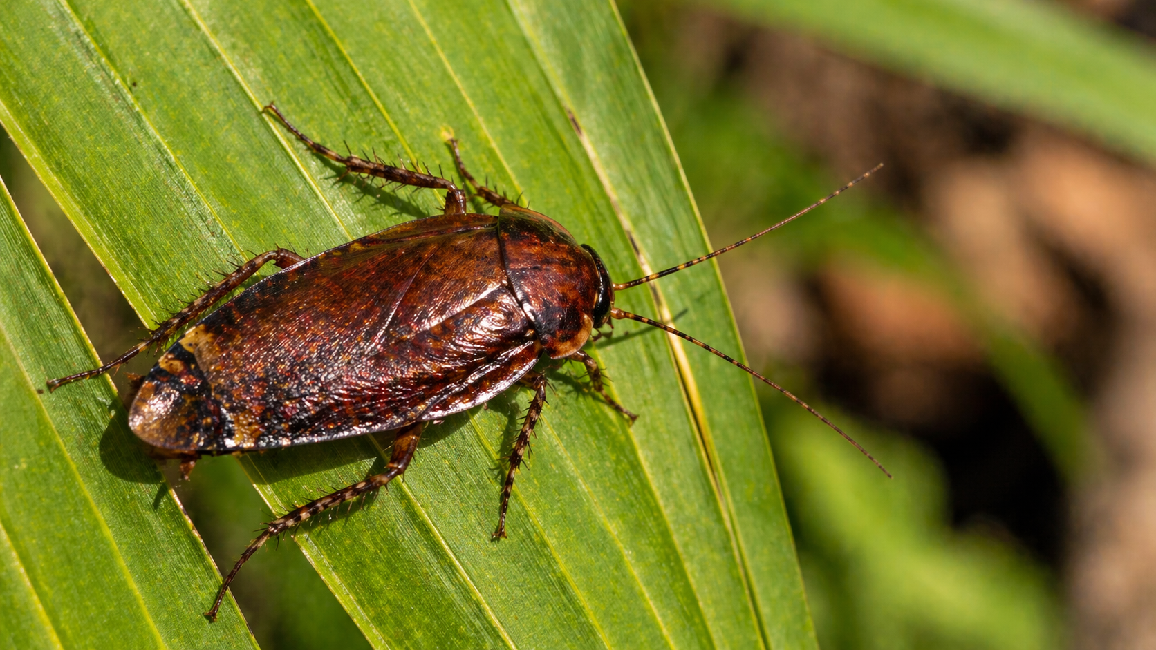A palmetto bug, a common pest in Florida, resting on a palmetto leaf.