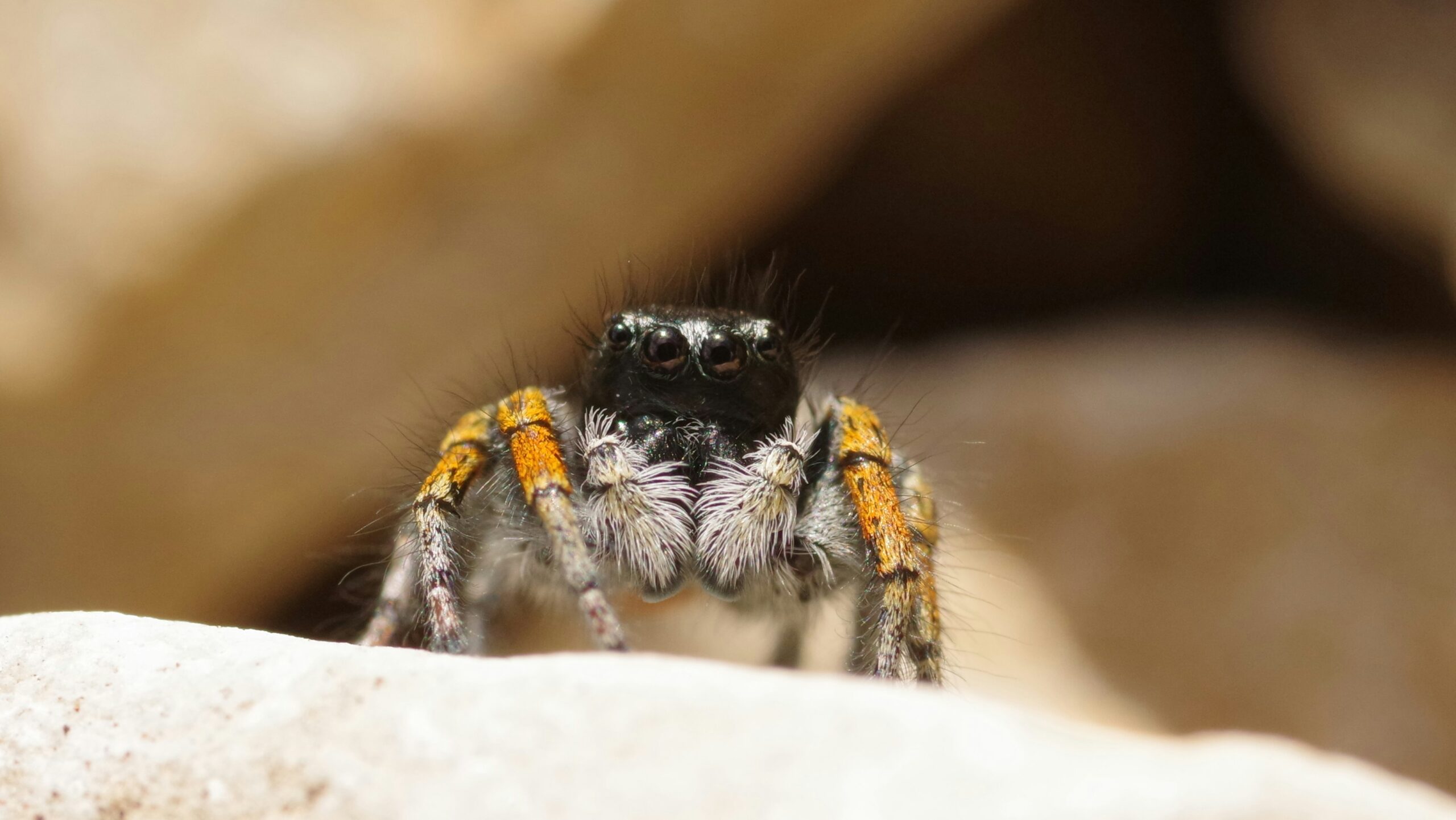 Close-up of a house spider, one of the common signs of a spider infestation in a home