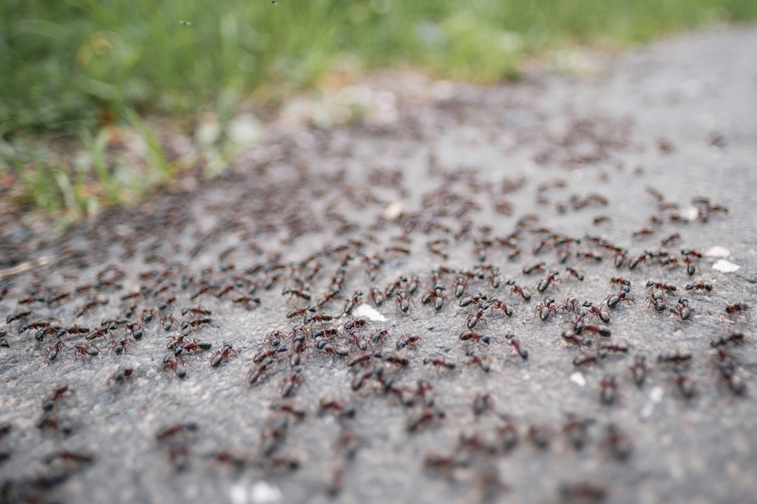 Pavement ants outside a Michigan home
