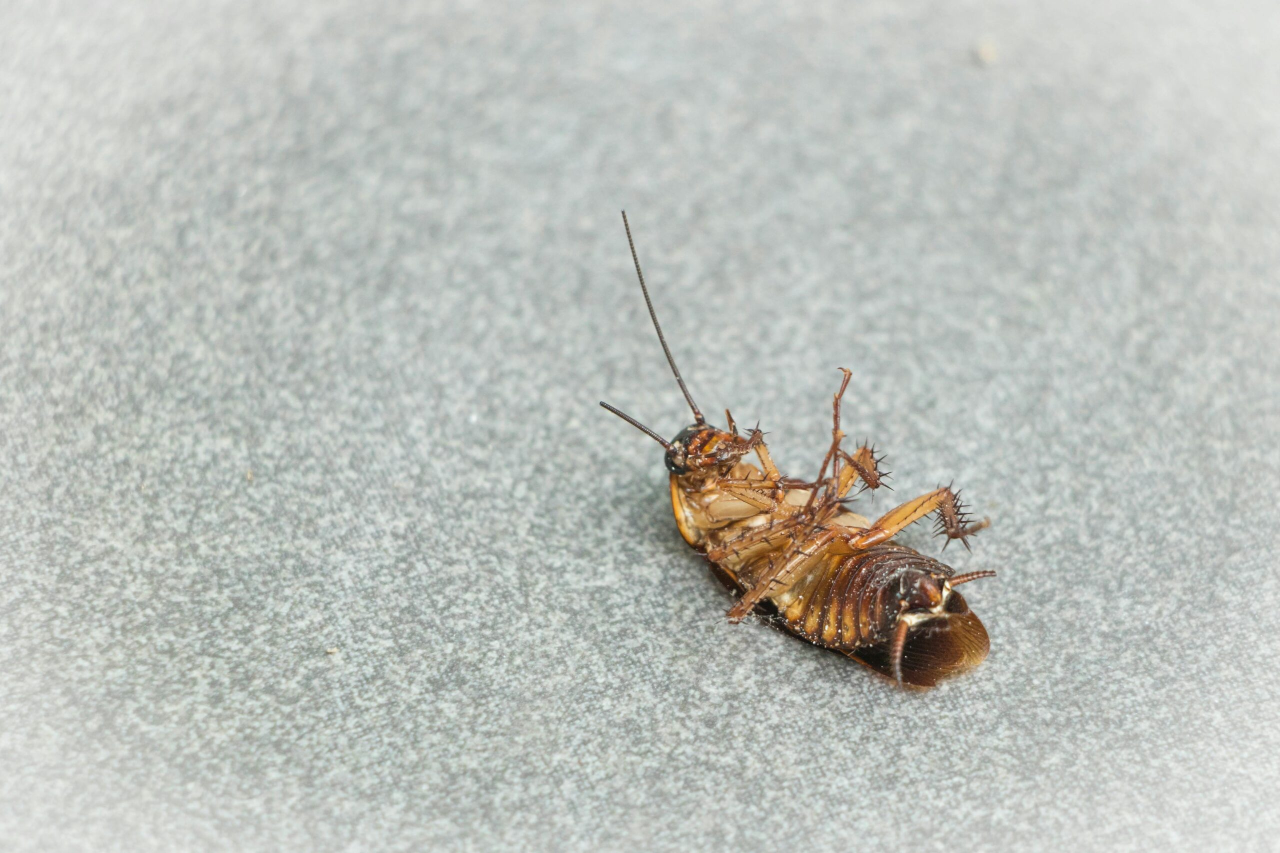 Dead cockroach on its back, a common result after treating a cockroach infestation in a home
