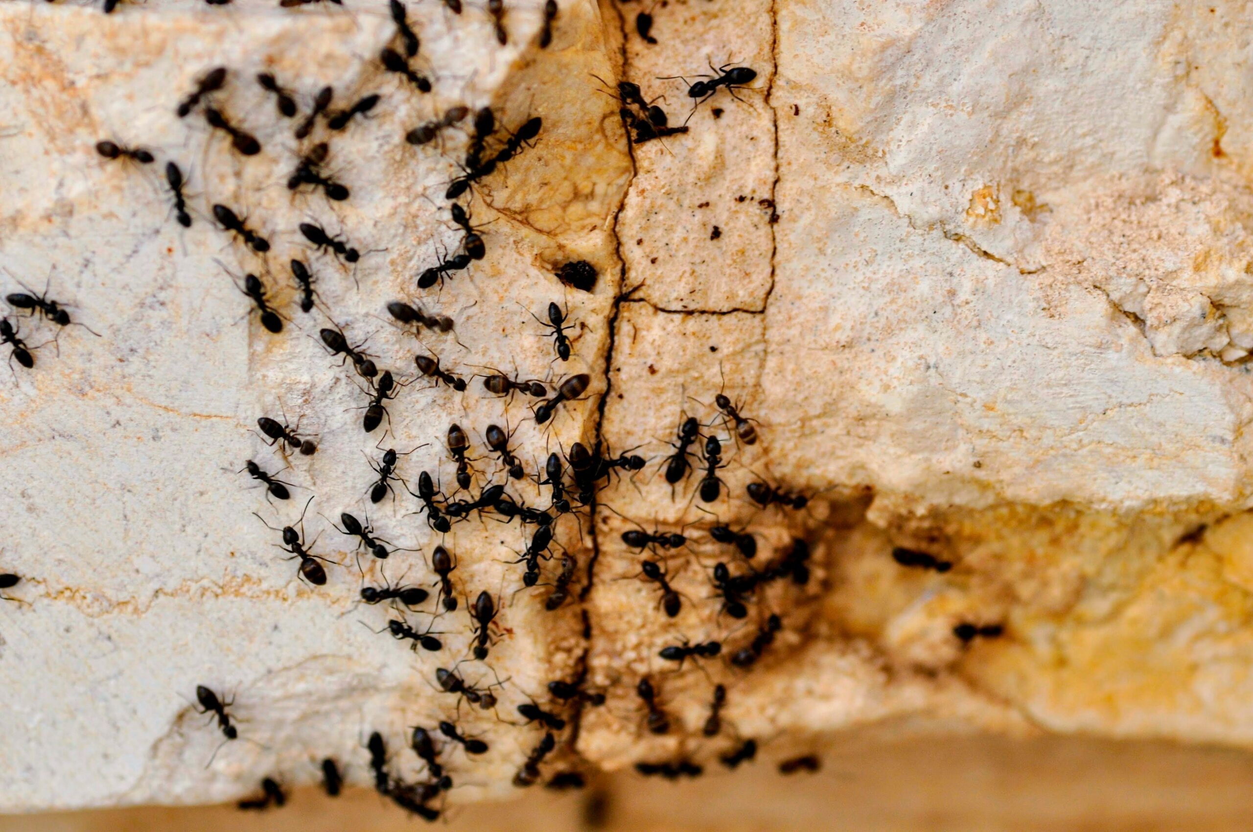 Ants congregated on stone bricks outside a home.