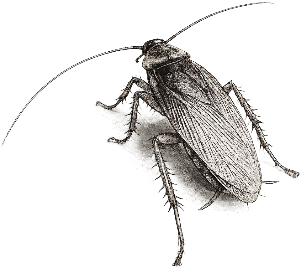 sketch of an american cockroach