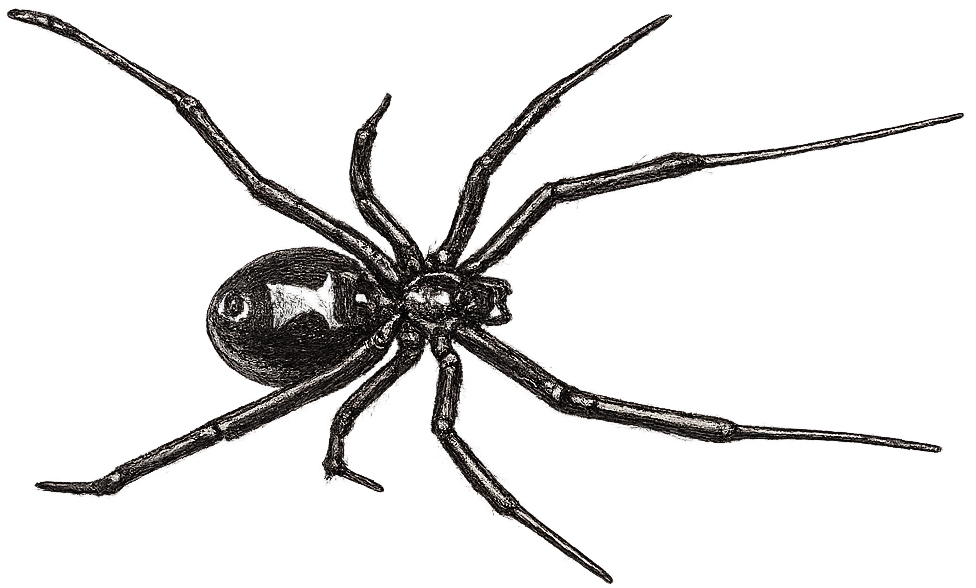 sketch of a black widow spider