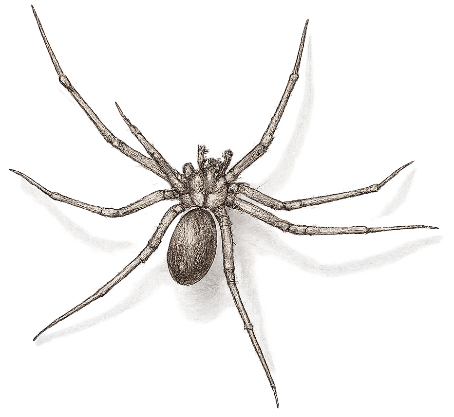 sketch of a brown recluse