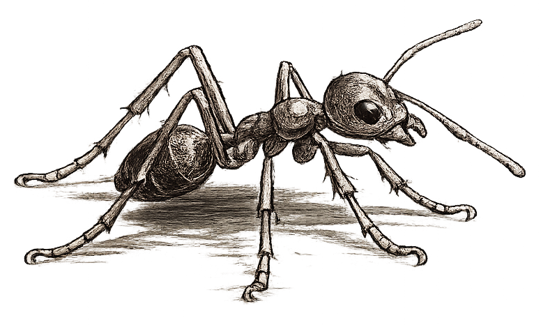 sketch of a fire ant