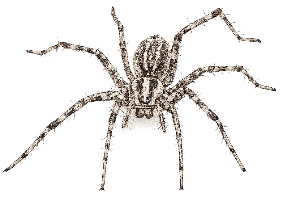 sketch of a funnel weaver spider