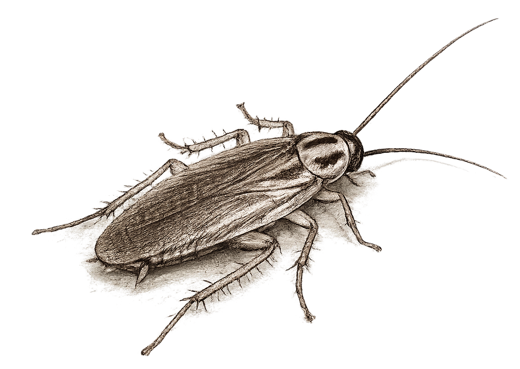 sketch of a german cockroach