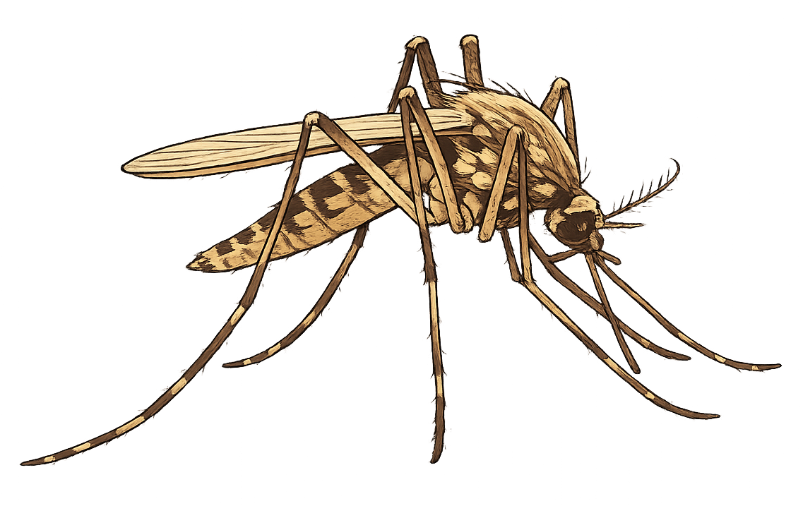 illustration of a mosquito