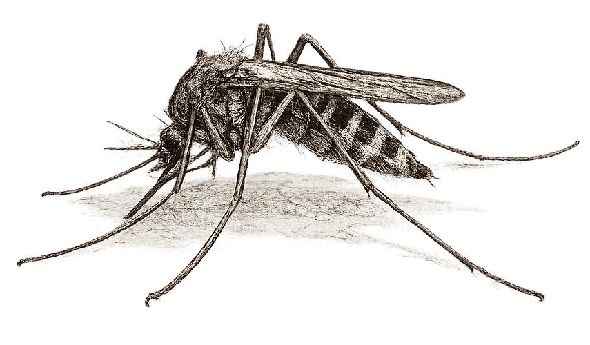 sketch of a mosquito