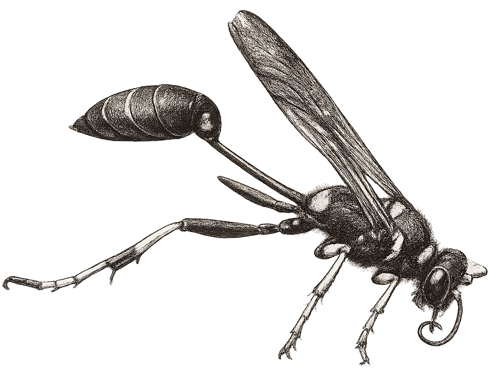sketch of a mud dauber