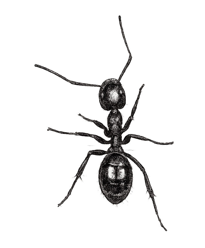 sketch of an odorous house ant