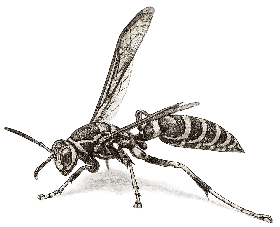 sketch of a paper wasp