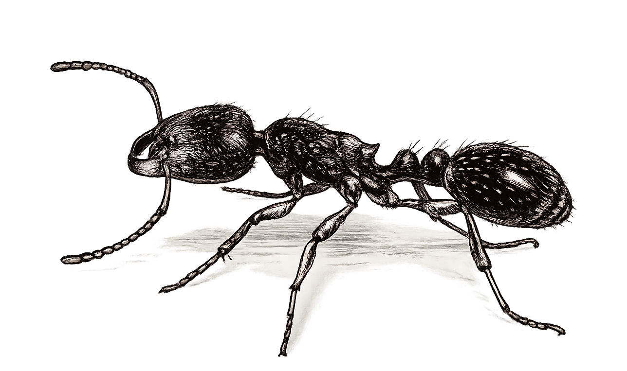 sketch of a pavement ant