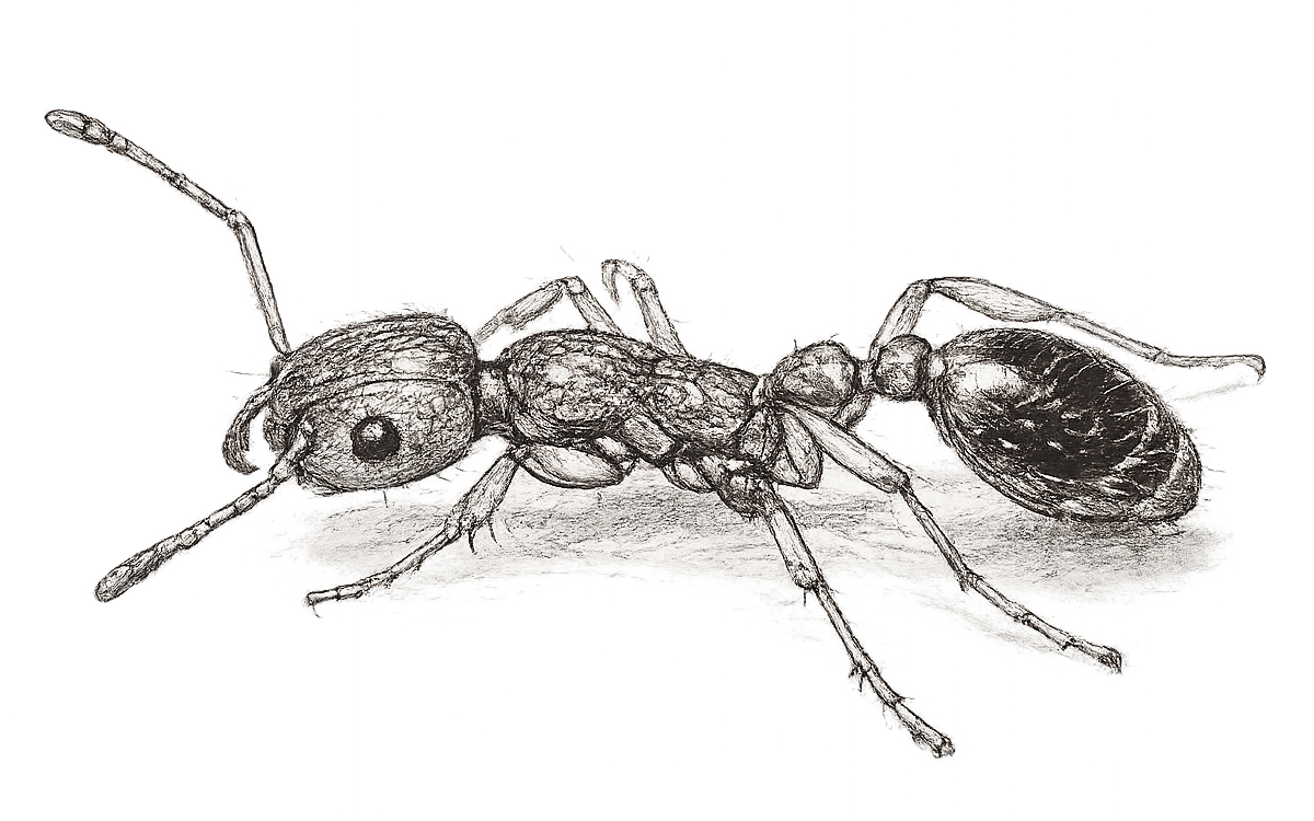sketch of a pharaoh ant