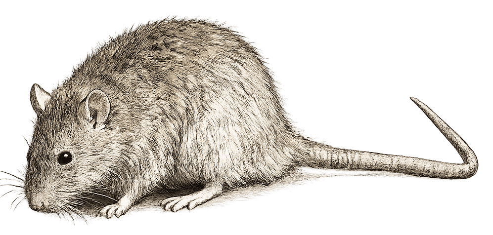 sketch of a rat