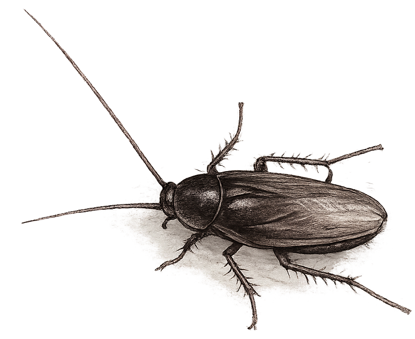 sketch of a smokybrown cockroach