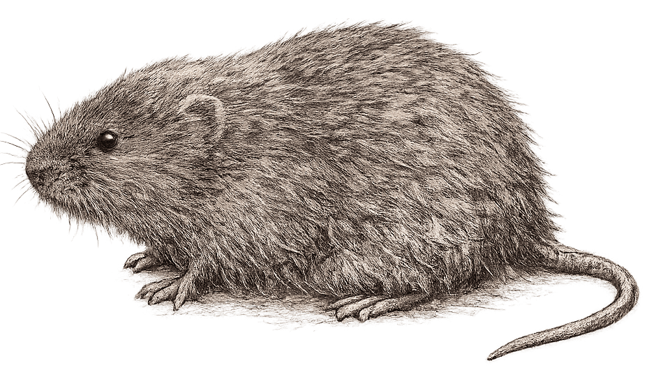 sketch of a vole