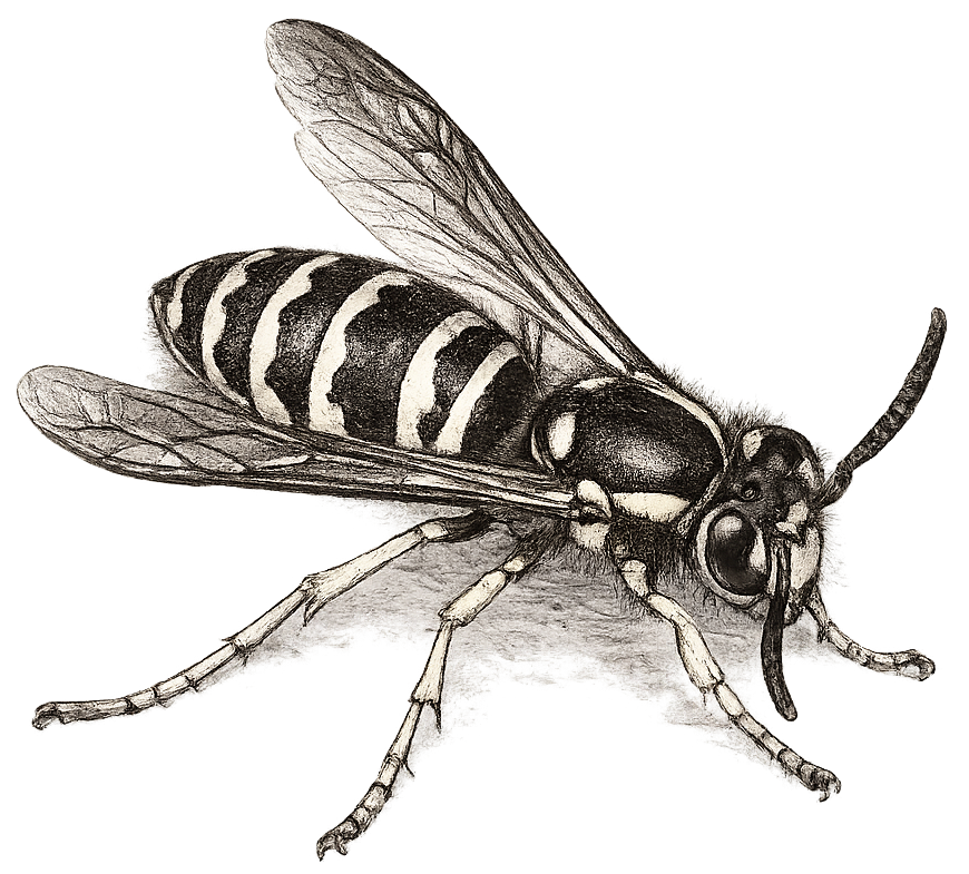 sketch of a yellowjacket
