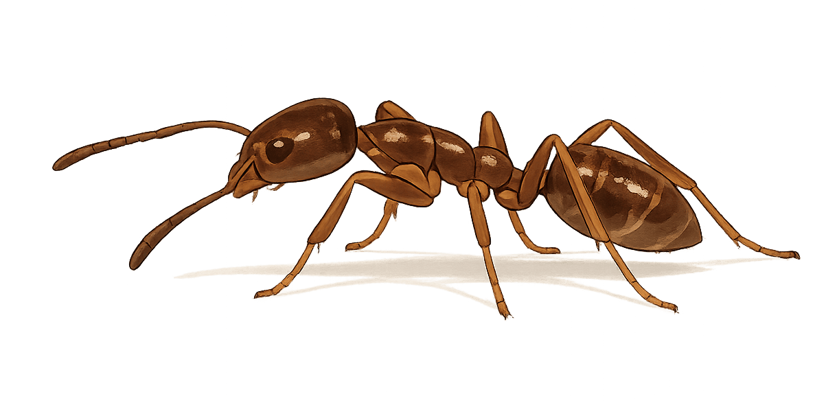 Illustration of an Argentine Ant