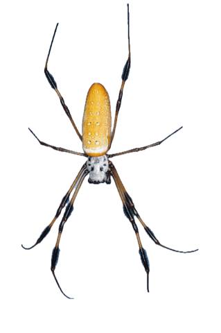 image of a banana spider or golden silk orb weaver