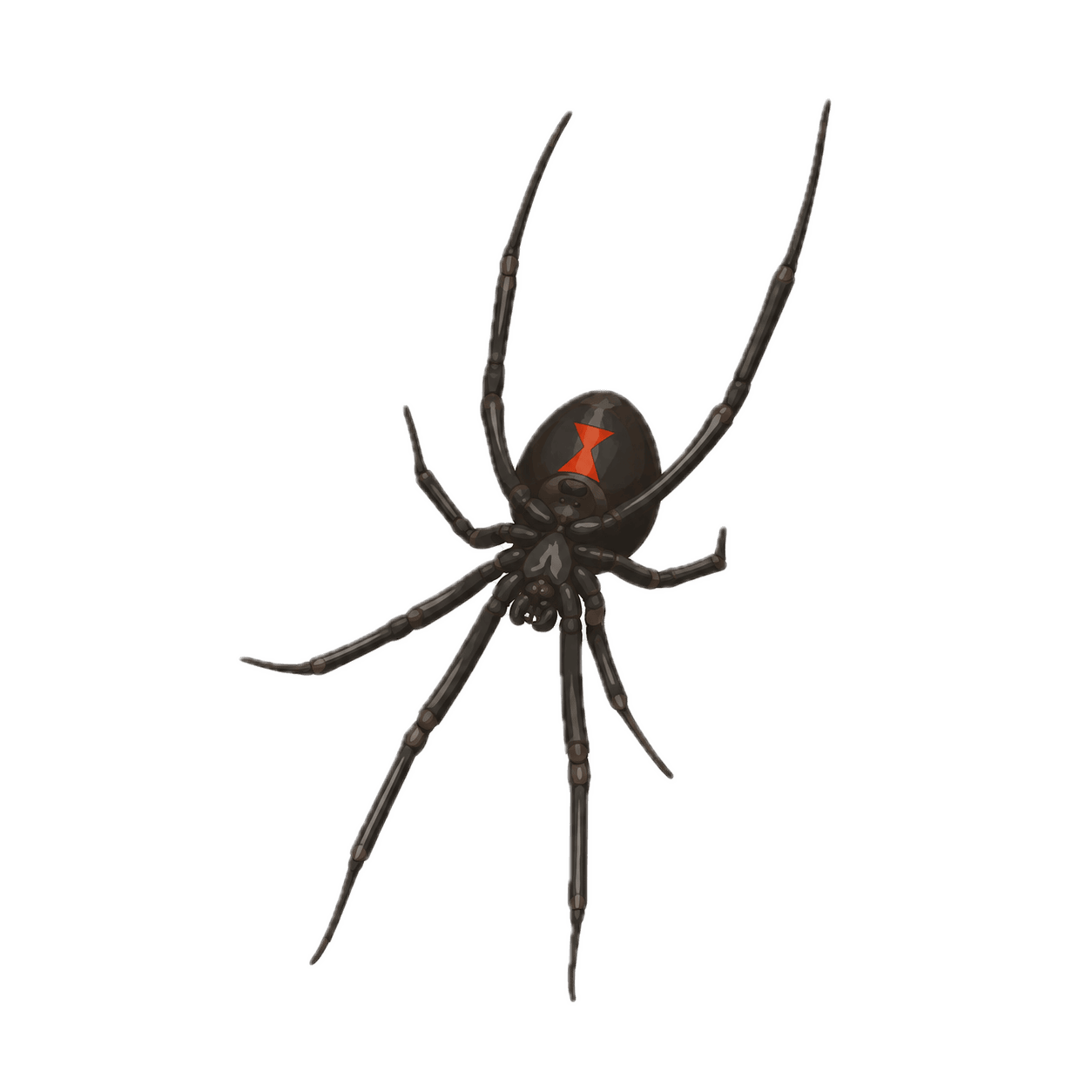 Illustration of a black widow