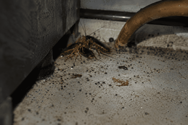 signs of what a cockroach nest looks like