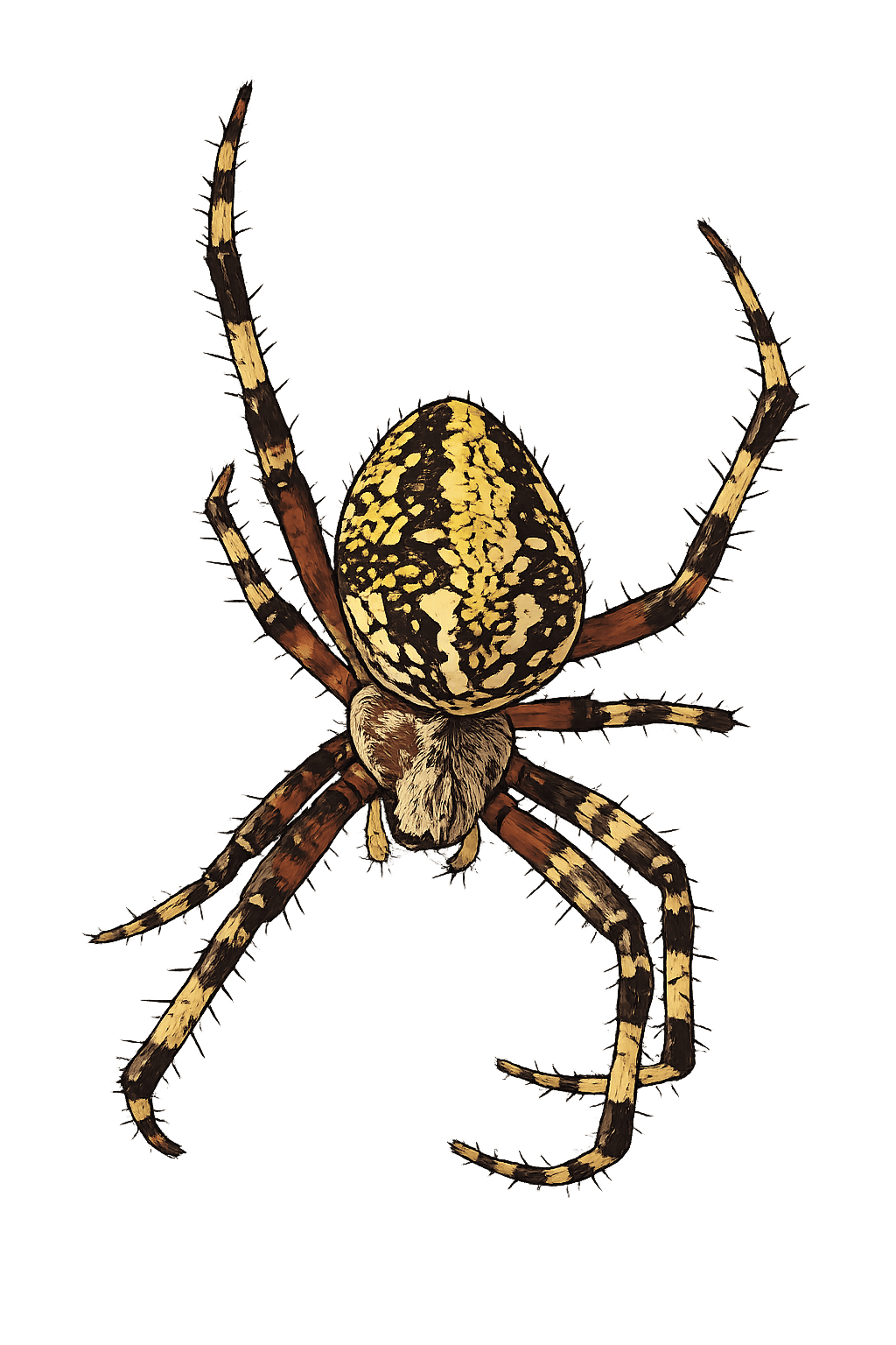 Illustration of an orb weaver spider
